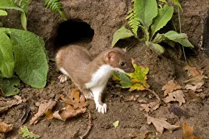 Burrow Prints: Stoat (Mustela erminea) adult, emerging from entrance to rabbit burrow, Sussex, England