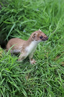 Captive Prints: Stoat (Mustela erminea) adult, emerging from hole, Surrey, England, July (captive)