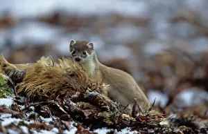 Gamebird Prints: Stoat (Mustela erminea) adult, feeding on Common Pheasant (Phasianus colchicus) in snow