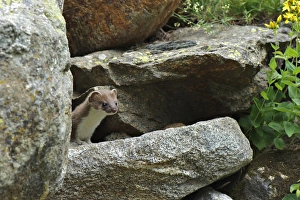 Mustelid Prints: Stoat (Mustela erminea) adult, hunting amongst rocks, Italy, july