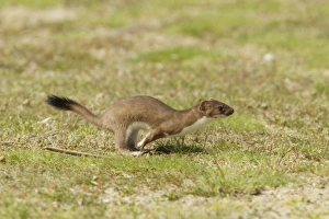 Running Prints: Stoat (Mustela erminea) adult, running, Minsmere RSPB Reserve, Suffolk, England, July