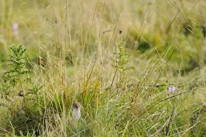 Mustelid Prints: Stoat (Mustela erminea) adult, standing amongst vegetation, Italian Alps, Italy, september