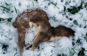 Mustelid Prints: Stoat (Mustela erminea) dead adult, in snow, Derbyshire, England, winter