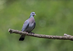 Pigeon Prints: Stock Dove (Columba oenas) adult, perched on branch, Norfolk, England, June