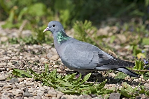 Gravel Prints: Stock Dove (Columba oenas) adult, foraging on gravel, Warwickshire, England, april