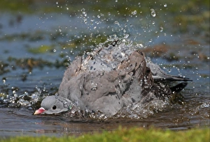 Dove Prints: Stock Dove (Columba oenas) adult, bathing in pond, splashing water, Norfolk, England, july