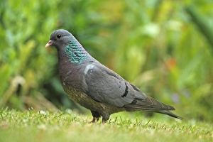 Stock Dove (Columba oenas) adult, standing on grass, Cley, Norfolk, England, july