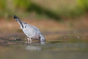 Pigeon Prints: Stock Dove (Columba oenas) adult, drinking, Warwickshire, England, July