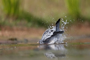 Pigeon Prints: Stock Dove (Columba oenas) adult, bathing in water, Warwickshire, England, July