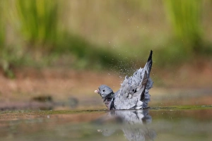 Stock Dove (Columba oenas) adult, bathing in water, Warwickshire, England, July