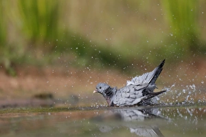 Stock Dove (Columba oenas) adult, bathing in water, Warwickshire, England, July