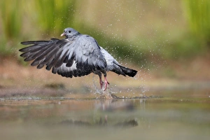 Pigeon Prints: Stock Dove (Columba oenas) adult