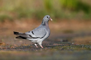 Stock Dove (Columba oenas) adult, drinking, Warwickshire, England, July