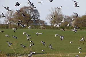 Stock Dove (Columba oenas) flock, in flight, Warwickshire, England, April
