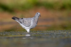 Pigeon Prints: Stock Dove (Columba oenas) immature, drinking, Warwickshire, England, July