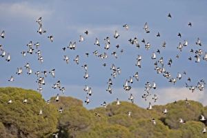Pigeon Prints: Stock Dove (Columba oenas) large winter flock, in flight, Spain, January