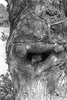 Dove Prints: Stock Dove - Eyke, Suffolk 1938