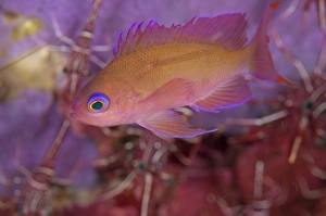 Serranidae Prints: Stocky Anthias (Pseudanthias hypselosoma) adult