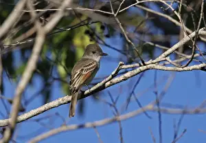 Tyrant Flycatcher Prints: Stolid Flycatcher (Myiarchus stolidus dominicensis) adult