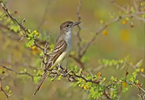 Fly Catcher Prints: Stolid Flycatcher (Myiarchus stolidus stolidus) adult