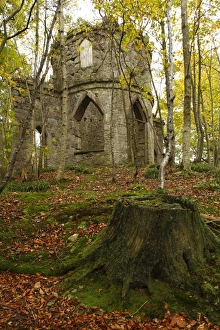 Trending: Stone-built folly in woodland habitat