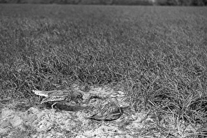 Eric Prints: Stone Curlew change over at nest, Staverton 1948