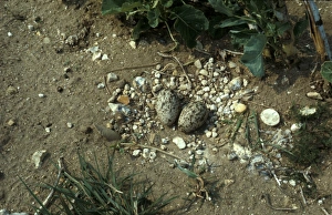 Thick Knees Prints: Stone Curlew (Numenius arquata) Nest and two eggs