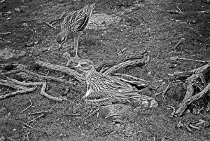 Eric Prints: Stone Curlews at nest with newly hatched young, Staverton Forest, Suffolk 1945