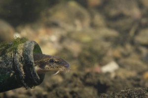 Sheltering Prints: Stone Loach (Noemacheilus barbatulus) adult