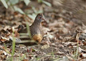 Gamebird Prints: Stone Partridge (Ptilopachus petrosus) adult