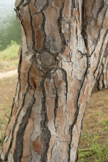 Coniferous Prints: Stone Pine (Pinus pinea) close-up of trunk, Sardinia, Italy, April