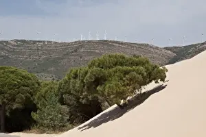 Donana Prints: Stone pine trees are engulfed by the moving sand dunes of Andalusia