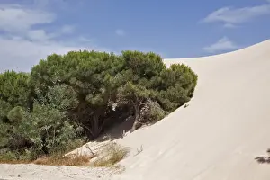 Stone pine trees are engulfed by the moving sand dunes of the Coto Donana, Spain