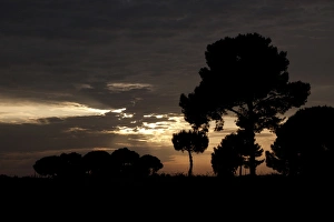 Donana Prints: Stone pines at sunset, Coto Donana, Spain