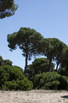 Donana Prints: stone or umbrella pine pinus pinea Coto Donana, Spain