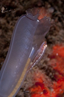 Gobies Prints: Stonycoral Ghostgoby (Pleurosicya micheli) adult