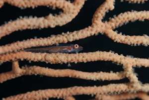 Stonycoral Ghostgoby (Pleurosicya micheli) adult, on sea-fan coral, Lembata Island, Solor Archipelago, Lesser Sunda Islands, Indonesia
