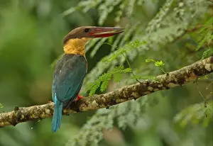 Kingfishers Prints: Stork-billed Kingfisher (Pelargopsis capensis) adult