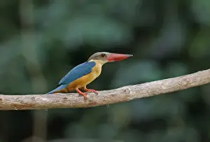 Stork-billed Kingfisher (Pelargopsis capensis malaccensis) adult, perched on branch, Taman Negara N. P