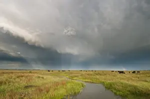 Stormclouds and rainbow over cattle in coastal grazing marsh habitat, Elmley Marshes National Nature Reserve