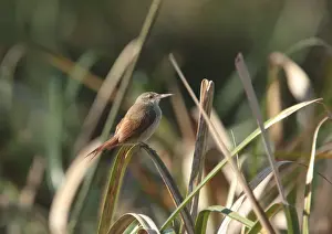 Furnariids Prints: Straight-billed Reedhaunter (Limnoctites rectirostris) adult
