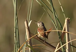 Straight-billed Reedhaunter (Limnoctites rectirostris) adult, singing, perched on stem, Reserva Natural Otamendi, Buenos Aires, Argentina, october