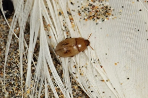 Seabird Prints: Strandline Beetle (Phaleria cadaverina) adult