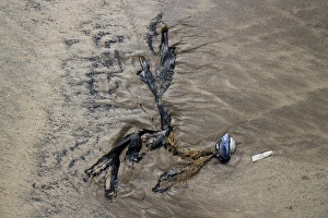 Tide Prints: Strandline debris left by high tide, a Mussel shell with attached seaweed