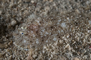 West Papua Prints: Strange Sole (Aseraggodes xenicus) adult