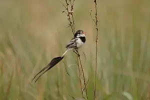 Strange-tailed Tyrant (Alectrurus risora) adult male, in non-breeding plumage, perched on stem, Santa Olga, Formosa, Argentina, august