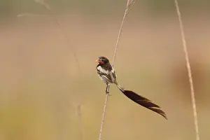 Strange-tailed Tyrant (Alectrurus risora) adult male, in breeding plumage, perched on stem, El Bagual, Formosa, Argentina, october