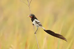 Strange-tailed Tyrant (Alectrurus risora) adult male, in breeding plumage, perched on stem, El Bagual, Formosa, Argentina, october