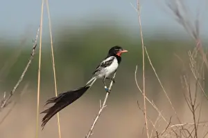 Strange-tailed Tyrant (Alectrurus risora) adult male, in breeding plumage, colour ringed legs for scientific study, perched on stem, El Bagual, Formosa, Argentina, october