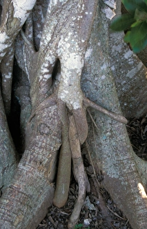 Strangler Fig (Ficus aurea) Roots on host tree